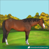 Horse Color:Bay 