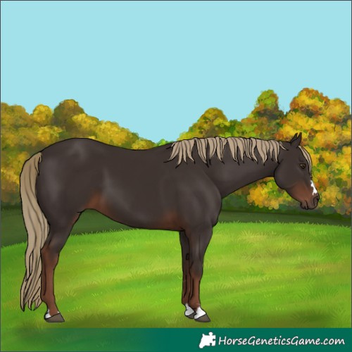 Horse Color:Liver Chestnut