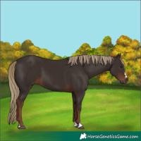 Horse Color:Liver Chestnut 