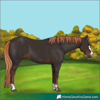 Horse Color:Liver Chestnut 