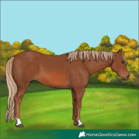 Horse Color:Chestnut 