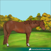 Horse Color:Chestnut 