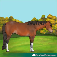 Horse Color:White Spotted Bay 