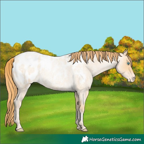 Horse Color:Buckskin Roan Pearl Blanket 