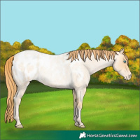 Horse Color:Buckskin Roan Pearl Blanket 