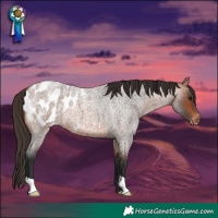 Horse Color:Bay Roan Appaloosa 