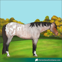 Horse Color:Bay Roan Appaloosa 