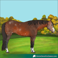 Horse Color:Bay 