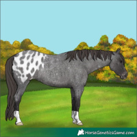 Horse Color:Smoky Blue Roan Appaloosa 