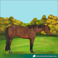 Horse Color:Brown and Bay