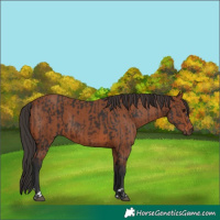 Horse Color:Brown  and Bay 