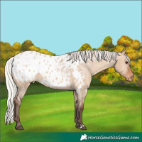 Horse Color:White Spotted Silver Brown Dun Appaloosa