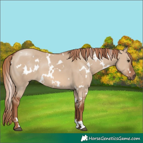 Horse Color:White Spotted Red Dun 