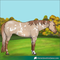 Horse Color:White Spotted Red Dun 