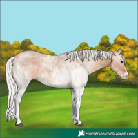 Horse Color:White Spotted Silver Bay Dun 