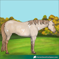Horse Color:White Spotted Red Dun 