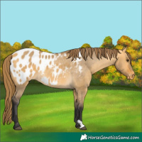 Horse Color:Buckskin Dun Blanket 