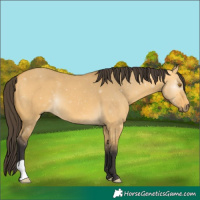 Horse Color:Buckskin Dun 