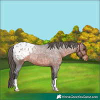 Horse Color:Brown Ice Roan Appaloosa 