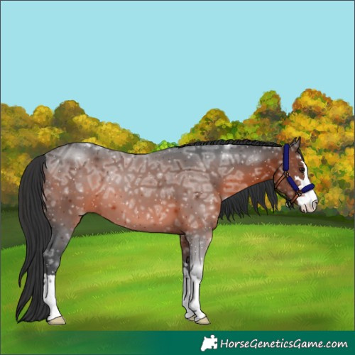 Horse Color:Brown Ice 