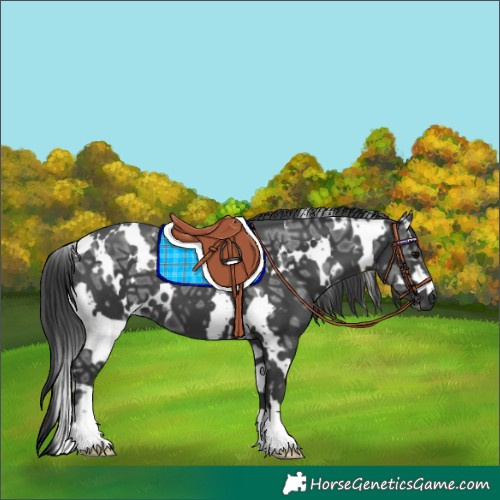 Horse Color:White Spotted Black Ice 
