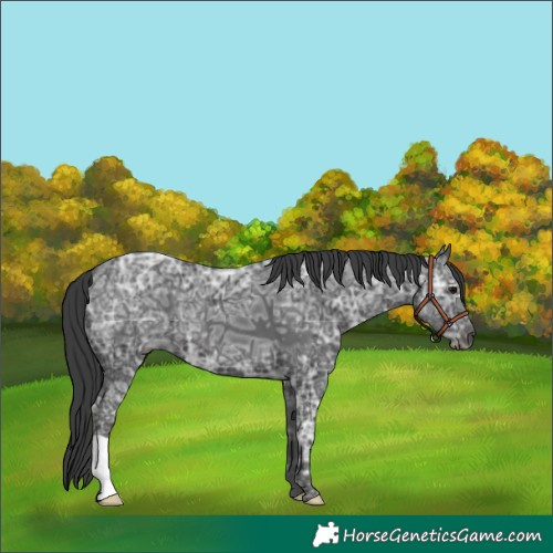 Horse Color:Black Ice 