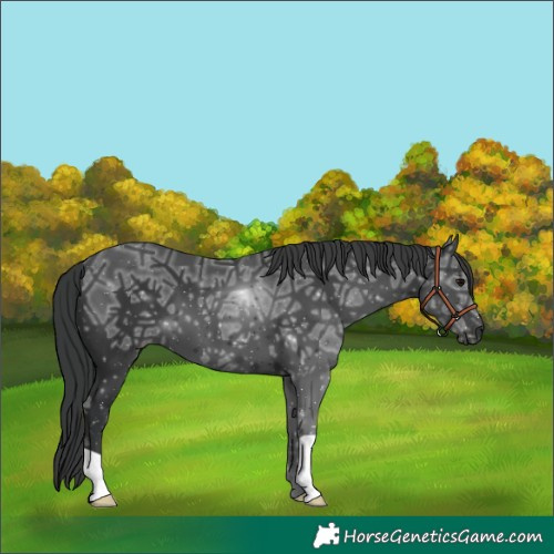 Horse Color:Black Ice 