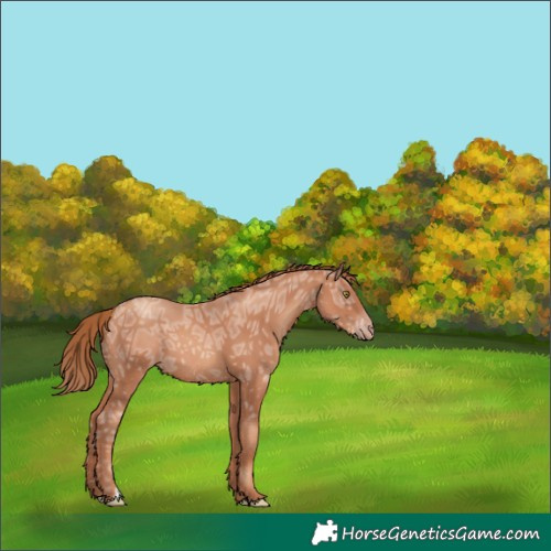 Horse Color:Gold Champagne Ice 