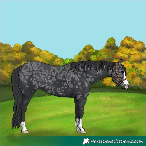 Horse Color:Black Ice 