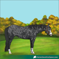Horse Color:Black Ice