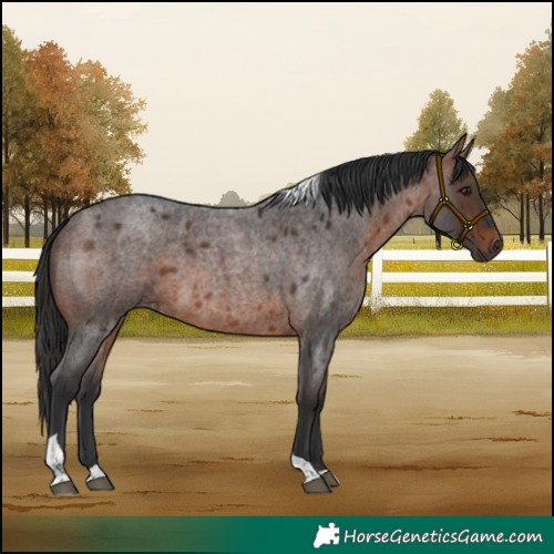 Horse Color:Brown Roan Tobiano 