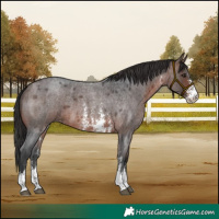 Horse Color:Brown Roan Sabino 