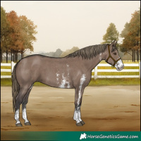 Horse Color:Liver Red Dun Sabino 