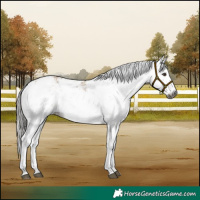 Horse Color:Gray Liver Red Dun Sabino