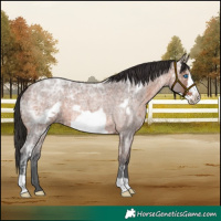Horse Color:Brown Ice Roan Frame 