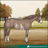 Horse Color:Liver Red Dun Sabino 