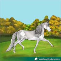 Horse Color:Platinum Chestnut Pearl Splash