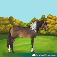 Horse Color:Buckskin Tobiano 