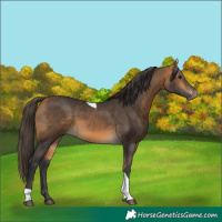 Horse Color:Buckskin Tobiano 