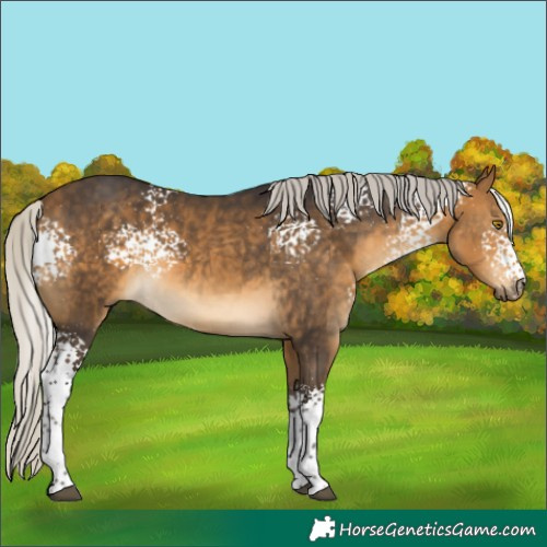 Horse Color:White Spotted Silver Buckskin