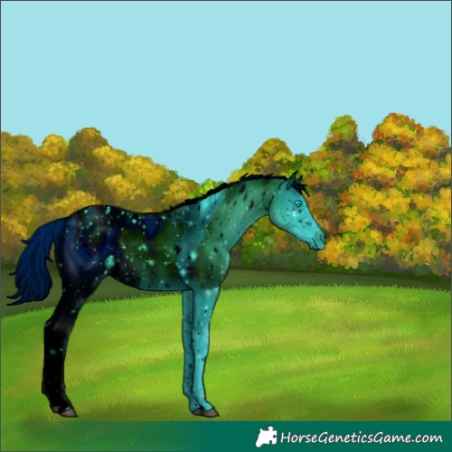 Horse Color:ERROR: UNKNOWN ANOMALY