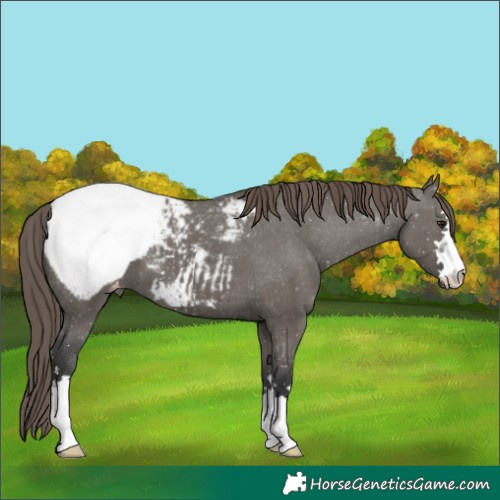 Horse Color:Grullo Appaloosa