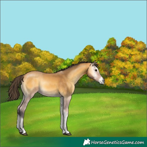 Horse Color:Buckskin Onyx 