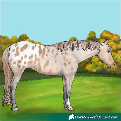 Horse Color:Bay Dun Appaloosa 