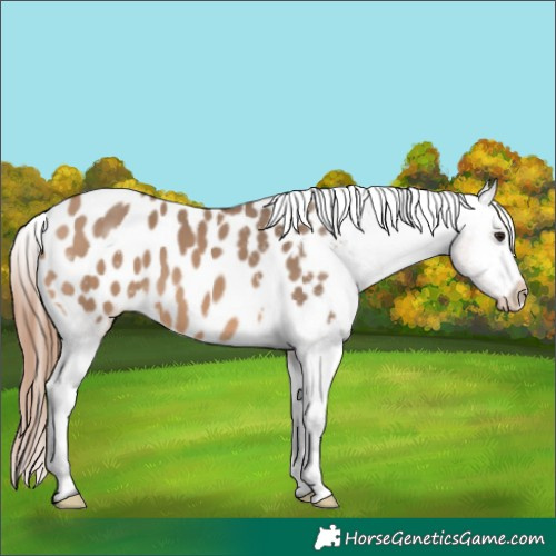 Horse Color:Bay Dun Blanket 