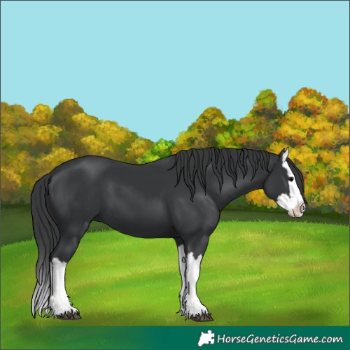 Horse Color:Black Splash