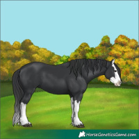 Horse Color:Black Splash 