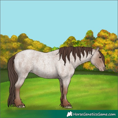 Horse Color:Classic Champagne Roan