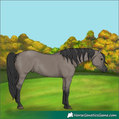 Horse Color:Grullo 