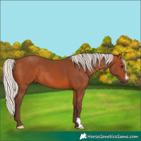 Horse Color:Silver Bay 